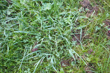 Green grass on a summer day