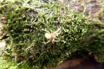 Araniella cucurbitina