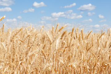 Wheat ears grow in the field on sky clouds backgraund.