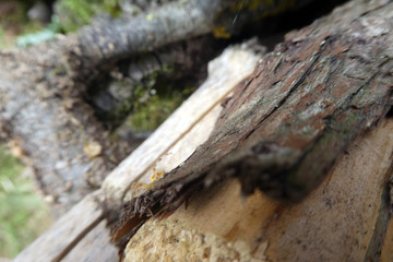 Araniella cucurbitina