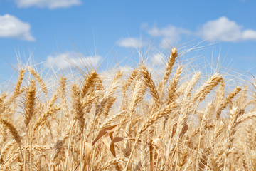 Wheat ears grow in the field on sky clouds backgraund.