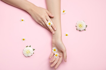 Beautiful woman hands hold flowers. Thin wrist and natural manicure. Daisies on a pink background