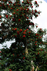 Fototapeta na wymiar Red rowan in autumn, ripe berries