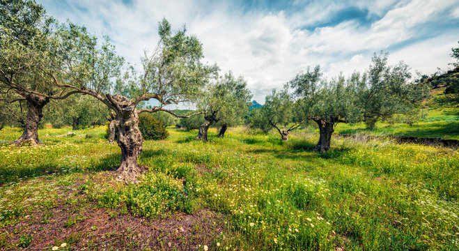 Rural spring scene of olive garden on the Zakynthos island. Bright morning view of Greece, Europe. Beauty of countryside concept background. Artistic style post processed photo.