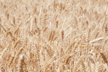 Wheat ears grow in the field on sky clouds backgraund.
