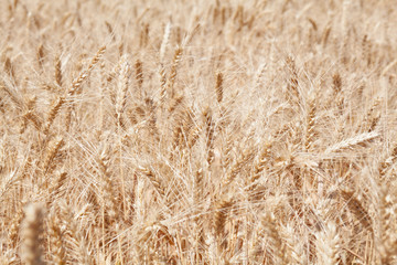 Wheat ears grow in the field on sky clouds backgraund.