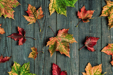 Naklejka na ściany i meble Beautiful multi-colored autumn leaves