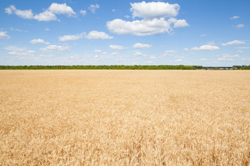 Wheat ears grow in the field on sky clouds backgraund.