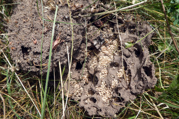 Aschgraue Sklavenameise mit Eiern