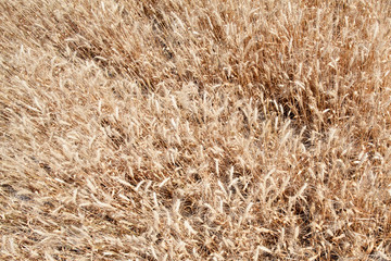 Wheat ears grow in the field on sky clouds backgraund.