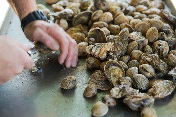 Oyster farm. Farm worker opens oysters with a special knife. Depicted male hands and a large number of different oysters. Selective focus.