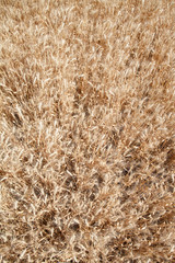 Wheat ears grow in the field on sky clouds backgraund.