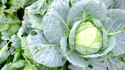 Obraz premium Pepper in the greenhouse, a VAT of cabbage and tomatoes in the garden