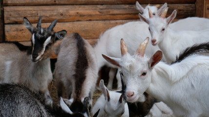 Goat and goats in the barn