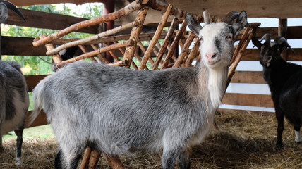 Goat and goats in the barn