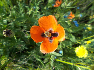  Red poppies in the meadow