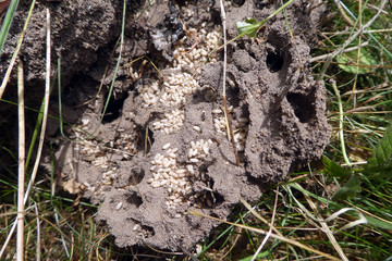 Aschgraue Sklavenameise mit Eiern