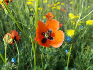  Red poppies in the meadow
