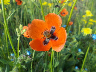  Red poppies in the meadow