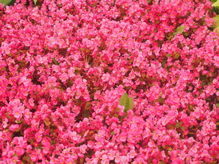 Colorful flower buds of begonia. Making the lawn. Landscape design.