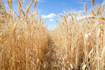 Wheat ears grow in the field on sky clouds backgraund.