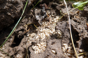 Aschgraue Sklavenameise mit Eiern
