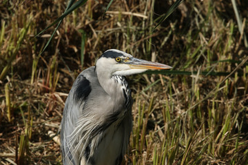 A head shot of a Grey Heron, Ardea cinerea, hunting at the edge of a river.