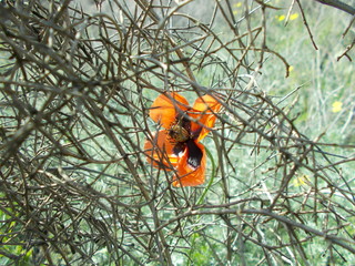  Red poppies in the meadow