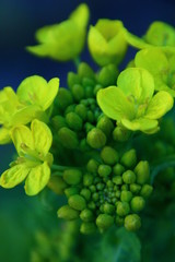 菜の花　菜の花畑