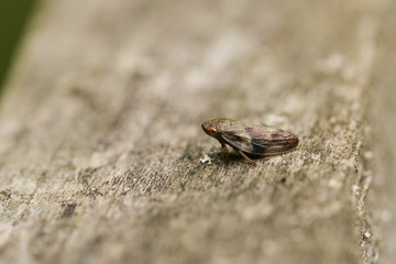 A Common Froghopper bug, Philaenus spumarius, perched on a  wooden fence at the edge of a meadow.