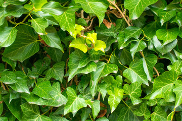 Tree branches with green foliage. Natural concept