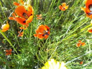  Red poppies in the meadow