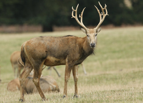 A magnificent stag Milu Deer, also known as P&eacute;re David's, Elaphurus davidianus, feeding in a meadow.
