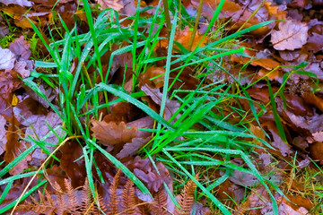 france, chevreuse valley : leaves in forest in autumn