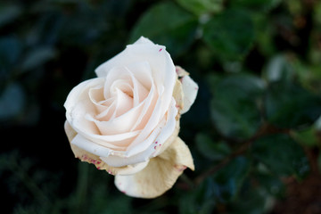 white rose in the garden. Rose petals closeup