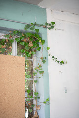 Fenster