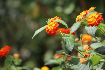 red flowers in the garden