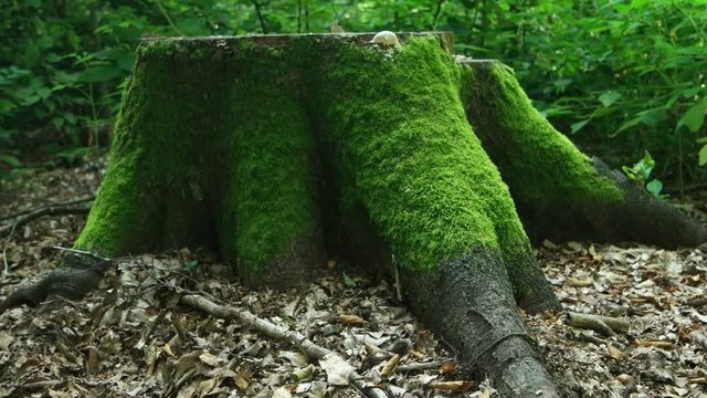 Big stump of an old beech tree covered with green moss in a summer forest