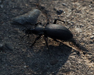 Большой черный жук.