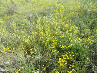  Dandelions in the meadow