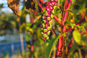 American pokeweed summer berries cluster