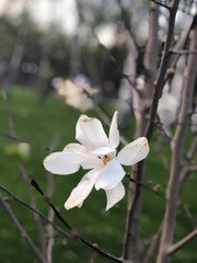 flowers of apple tree