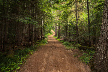 Remote, unpaved, winding country road in the dense forest.