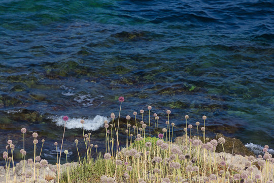 Seascape With Turquoise Water And Purple Flowers On The Sardinia