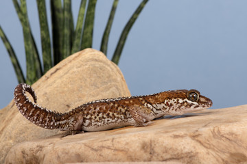 Ocelot Gecko (Paroedura pictus) in desert scene
