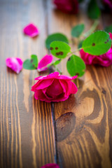 bouquet of beautiful red roses on a white
