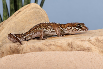 Ocelot Gecko (Paroedura pictus) in desert scene