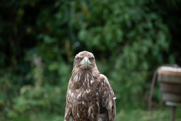 Weiskopfseeadler
