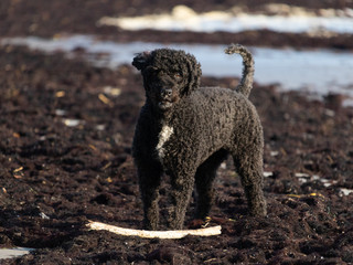 Spanish water dog with a stick on the beach