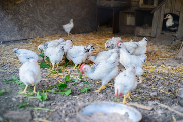 a group of chickens feeding on a walk. Country barn